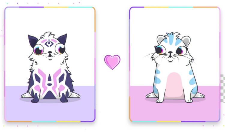 מסחר בחתולים דיגיטליים באתר CryptoKitties